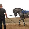LUNGING