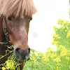 forage