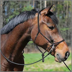 NATURAL Horsemanship
