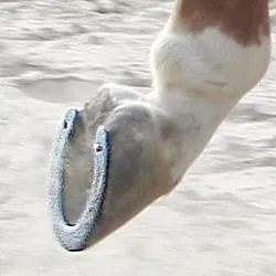 hoof-care