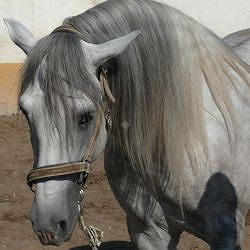 mane, tail and coat care