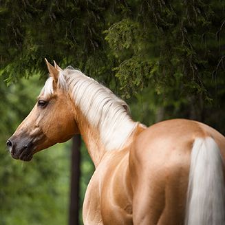 Szampon przeznaczony jest dla koni maści kasztanowatej i palomino.