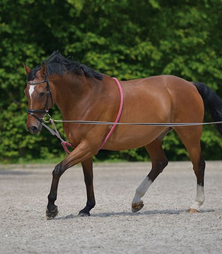 WALDHAUSEN Lunging Aid