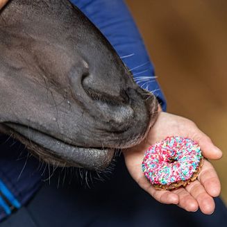 Ze względu na duży rozmiar smakołyka, jest on przeznaczony do spożycia przez duże i dorosłe konie.