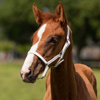 Foal head collar leather QHP CHICO / 1013 - 2