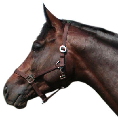 Kantar taśmowy, prosty MUSTANG - 45 brązowy /0001