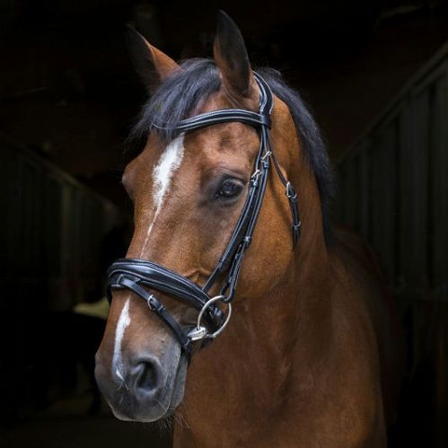 Ogłowie skórzane ERIC THOMAS PRO DESIGN z nachrapnikiem szwedzkim / 307702 kolor czarny