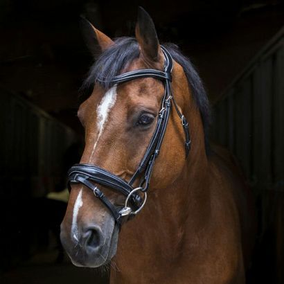 Ogłowie skórzane ERIC THOMAS Pro Design, z nachrapnikiem szwedzkim / 307702