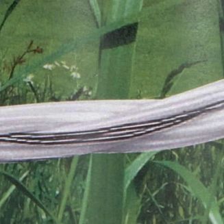 Plecionka ogrodzeniowa KERBL Basic 500m, biała / 11-0552 - 2