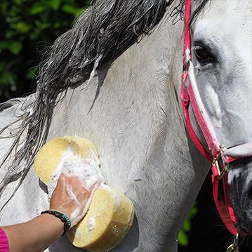 Horse Care Sponge  CARR & DAY & MARTIN / CC058