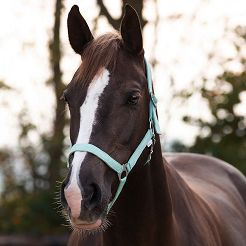 Web Halter  QHP Slide, Ice Green / 1040