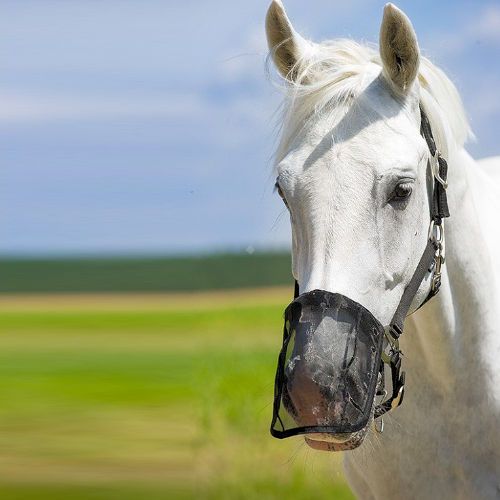 ściągacz, umieszczony w górnej części maski pozwala na lepsze dopasowanie do pyska konia