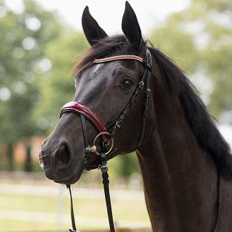 Leather bridle HORZE black and maroon /NNM4D - 2
