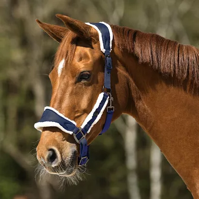 Head collar QHP Classy / 1137