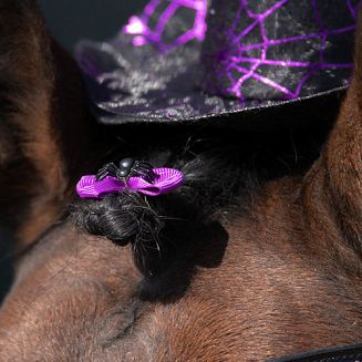 Kokardki do grzywy QHP Kolekcja Halloween / 5317 spider - pająk