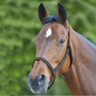 Kantar padokowy WALDHAUSEN bez okuć / 50453 Kolor czarny.