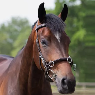 Kawecan skórzany QHP CAVESSON -1699 