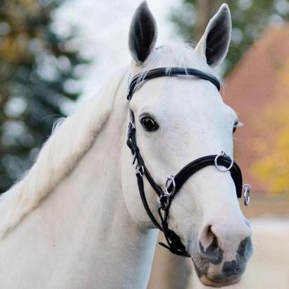 Cavesson Leather QHP CAVESSON / 1699