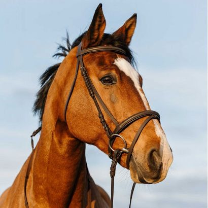 RIDING WORLD bridle with flash noseband Havane / 301009