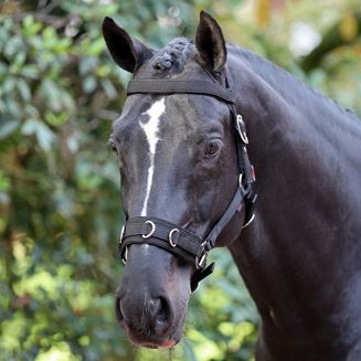 Lunging Halter KERBL black / 328652 - 2