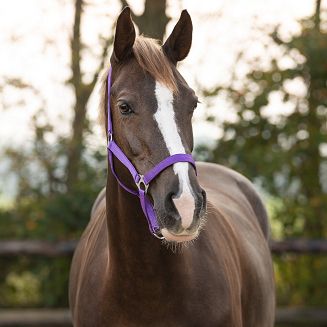 Halter QHP Slide, Passion Flower/ 1040 - 2