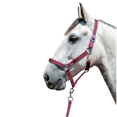 Kantar taśmowy HKM Stars Economy  Dark Red / 66143