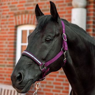Kantar z uwiązem HORZE Eternal Gaze - Purple Potion - 2