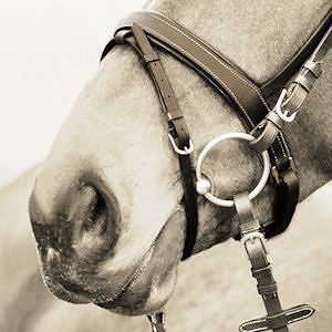 Nachrapnik szwedzki - zwany też zaciskowym, zapina się powyżej wędzidła.
Można go używać ze skośnikiem (aby wzmocnić działanie nachrapnika) lub bez.