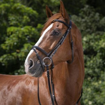 Ogłowie skórzane RIDING WORLD z nachrapnikiem kombinowanym  / 30100