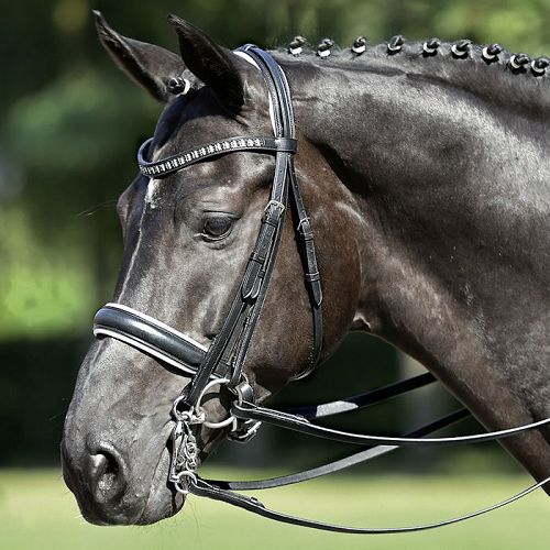 Bridle double BUSSE GRAND PRIX / 121802