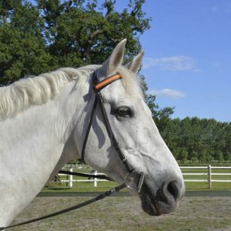 Naczółek odblaskowy EQUI-THEME EQUILED podświetlany