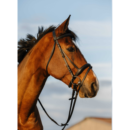 RIDING WORLD bridle with flash noseband Noir / 301009