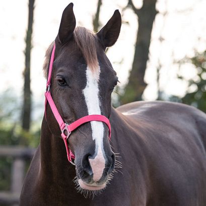 Kantar taśmowy QHP Slide, Fuchsia / 1040