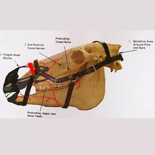 HORSEWARE Ogłowie anatomiczne RAMBO MICKLEM Deluxe Competition / SBAB5F