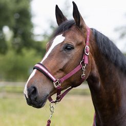 Halter set HORZE burgundy brown / CXD03