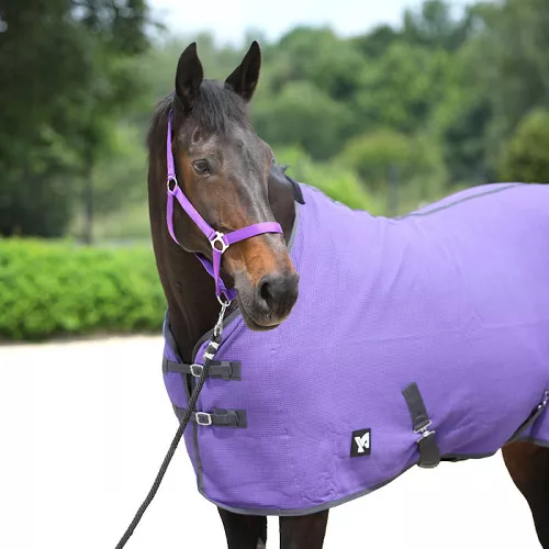 Derka stajenna SANTI bawełniana, Purple