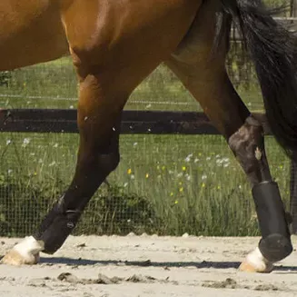 QHP Eventing boots hind leg technical / 4046 - 3