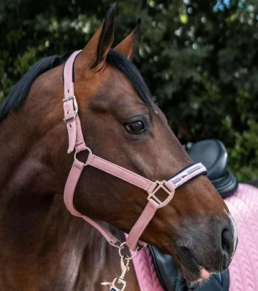 Headcollar SCHOCKEMÖHLE Memphis Style II Dusty Pin