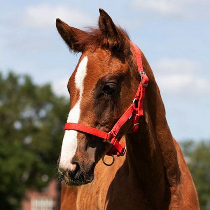 Head collar foal QHP / 1047