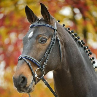 STAR Ogłowie podszywane DIAMANT z nachrapnikiem kombinowanym / 8135 czarna skóra + niebieskie podszycie + niebieskie kryształki