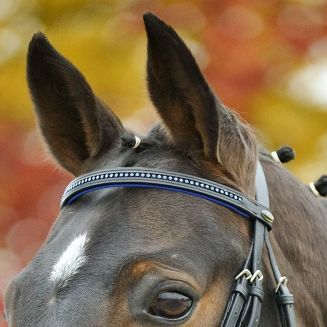 STAR Ogłowie podszywane DIAMANT z nachrapnikiem kombinowanym / 8135 czarna skóra + niebieskie podszycie + niebieskie kryształki