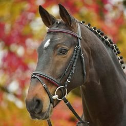 STAR Bridle DIAMOND / 813570