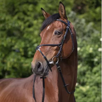 Leather bridle RIDING WORLD figure-8 noseband - black / 3010052 - 2