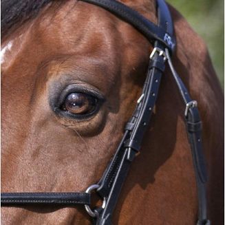 Leather bridle RIDING WORLD figure-8 noseband - black / 3010052 - 4