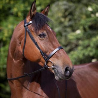 Bridle RIDING WORLD MUSEROLLE FRANCAISE /301003