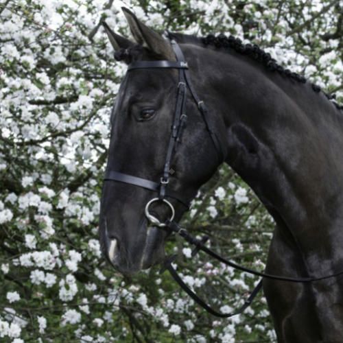 Bridle leather RIDING WORLD MUSEROLLE FRANCAISE / 301003