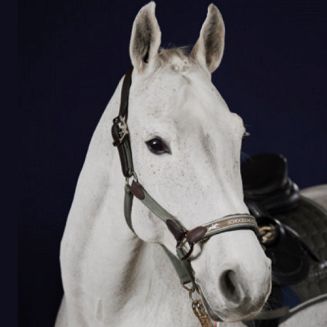 Headcollar SCHOCKEMÖHLE Arcon Style / 1311-00032 - 4