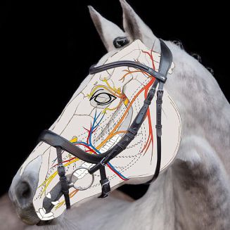 SCHOCKEMÖHLE Ogłowie anatomiczne EQUITUS BETA