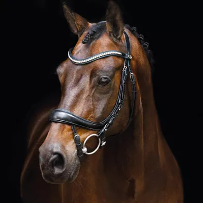 SCHOCKEMÖHLE Bridle EQUITUS BETA / 1101-00045
