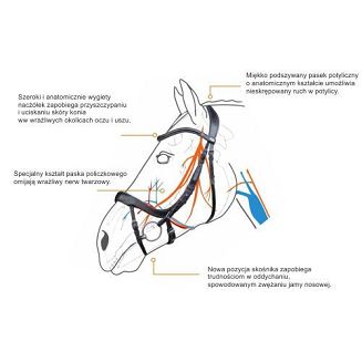 Jak działa ogłowie Equitus